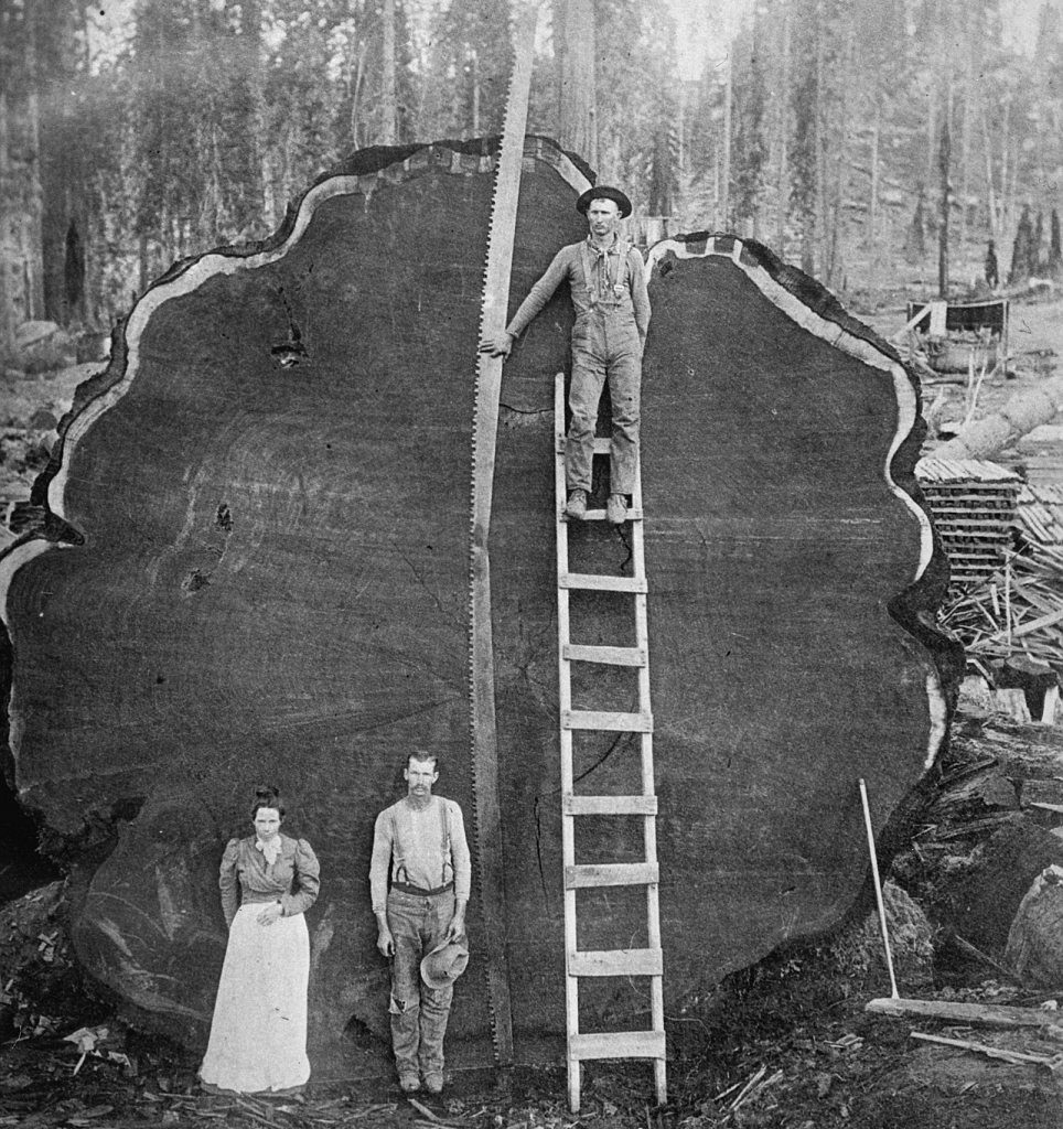 Skovens største træ